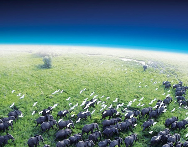 地球脉动 第一季 蓝光原盘下载+高清MKV版 /行星地球 / 我们的地球 / 地球无限 / 地球动脉 / 地球无垠 / 地球的力量 Planet Earth Season 1 60.7G