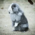 大饼叔叔